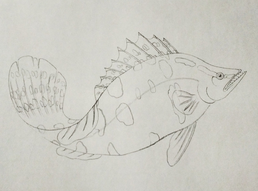 图文教程:一条鳜鱼的画法步骤