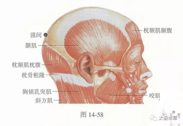 在枕部可摸到一突出的隆起(枕外隆凸),在该隆起的上缘可触及一凹陷