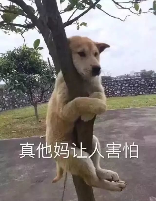 合集 汪星人表情包