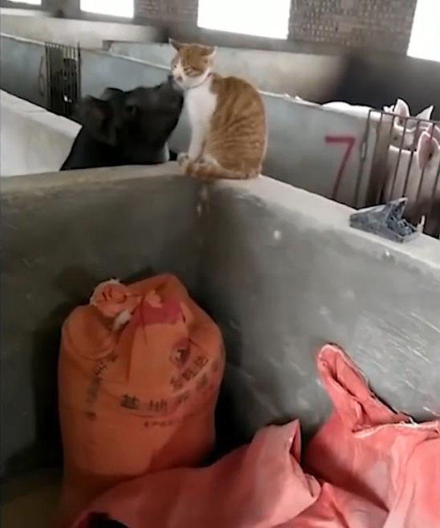 橘猫去猪圈玩,却被黑猪抓住舔不停,网友:好猫都被猪拱