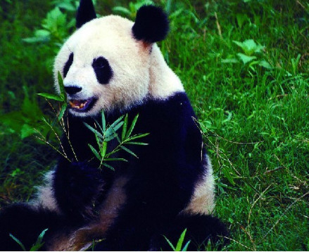 最“珍稀”的十大动物，尤其是“第一”全世界甚至只有35只！-天天快报