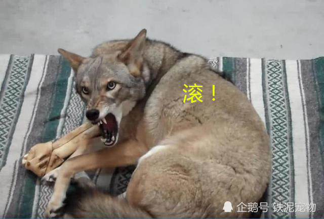 养了只狼却凶的要死 宠主要摸它时 狼的举动让人直呼是二哈 看点快报