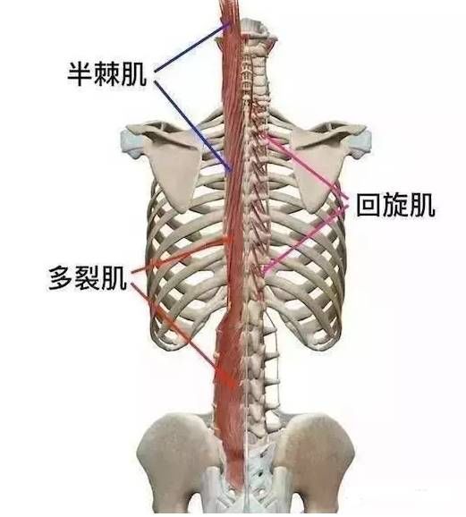 肌连接:下方,从骶骨和骶髂韧带,腰椎乳突,胸椎横突和最后4个颈椎的