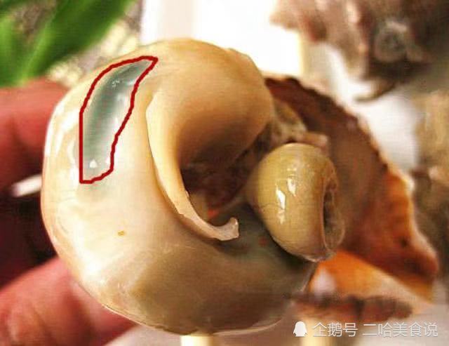 其实这个就是海螺的苦胆,还有一些内脏部位,所以在吃的时候一定要把