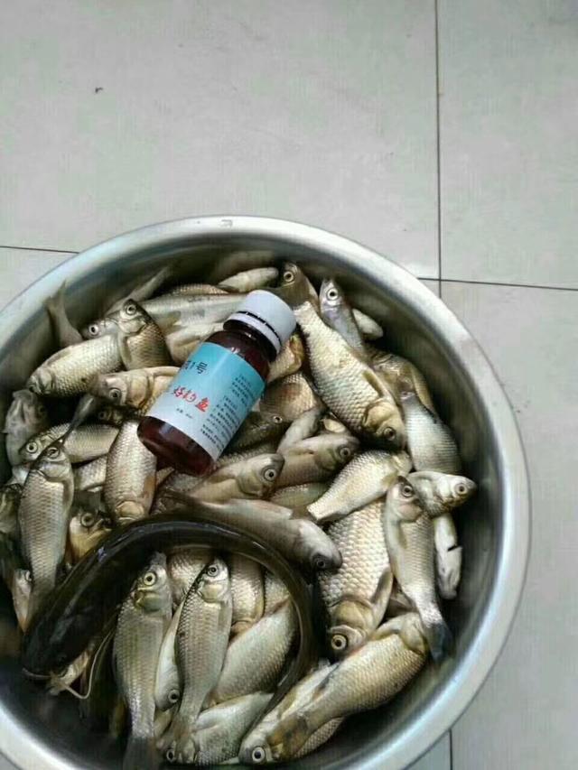 需要注意的是千万不能炒糊,不然会影响诱鱼的效果的.