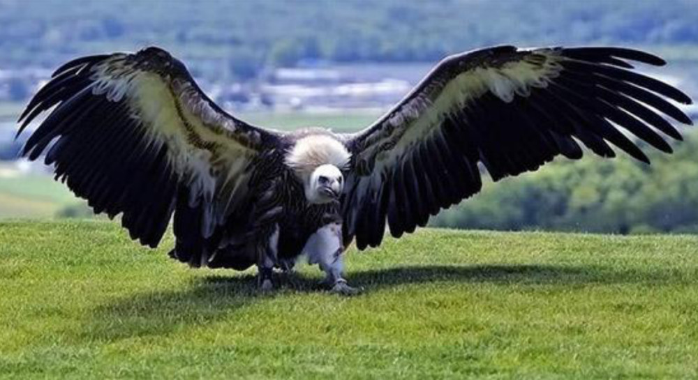 世界上已知最大鸟类,体型堪比轻型飞机,比阿根廷巨鹰还要庞大!