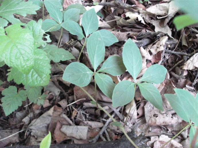 农村一种植物野草,一般长四片叶子,人称"奶参",价值比较大