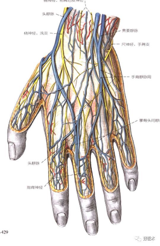 血管 4. 肌肉 5. 肌腱 手正面观: 手背中央一条线;桡尺神经分两边.