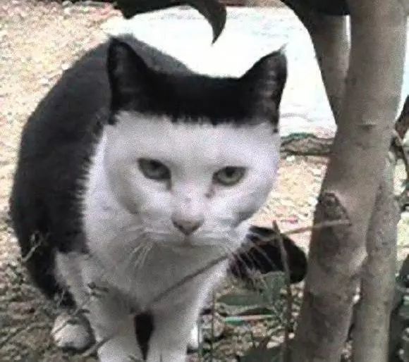铲屎官,刘海,猫咪,发型,搞笑