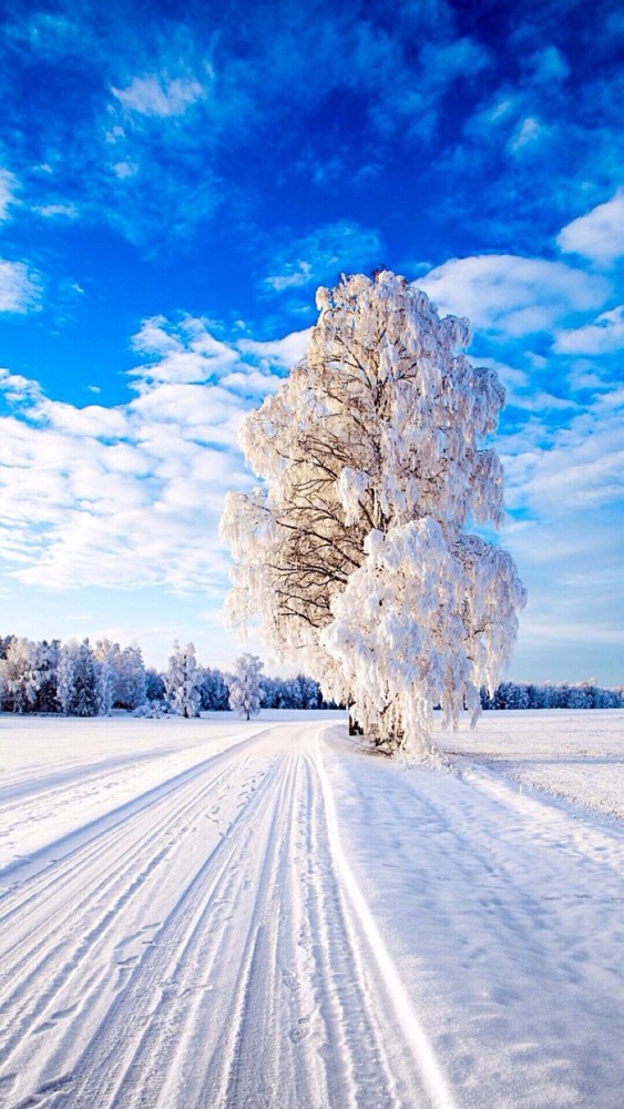 漫宇琼瑶·意境雪花壁纸:"你,似寻梦的蝶,袅袅绕绕"