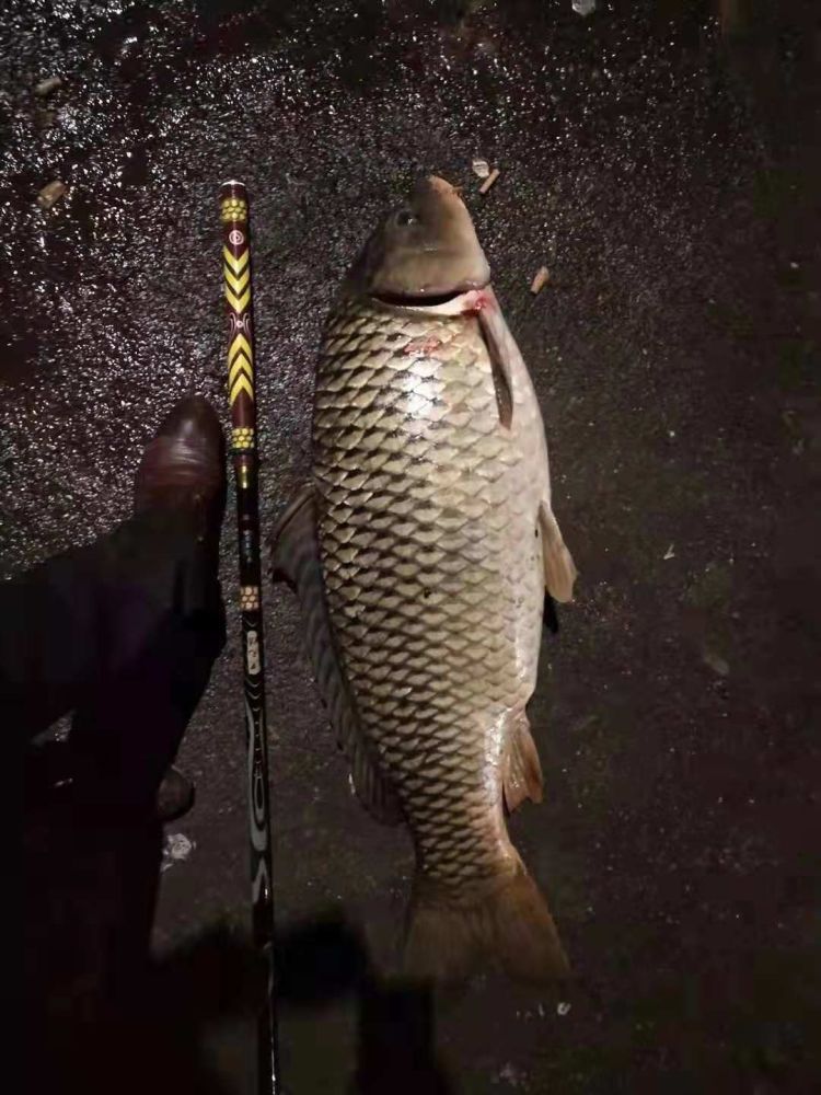 江西钓友夜钓大鲤,登顶鲤鱼榜,倒计时13天