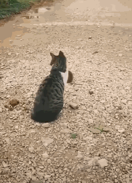 老鼠跟猫对峙,猫伸出爪子时,老鼠跳向猫的脑袋,结局让人笑喷