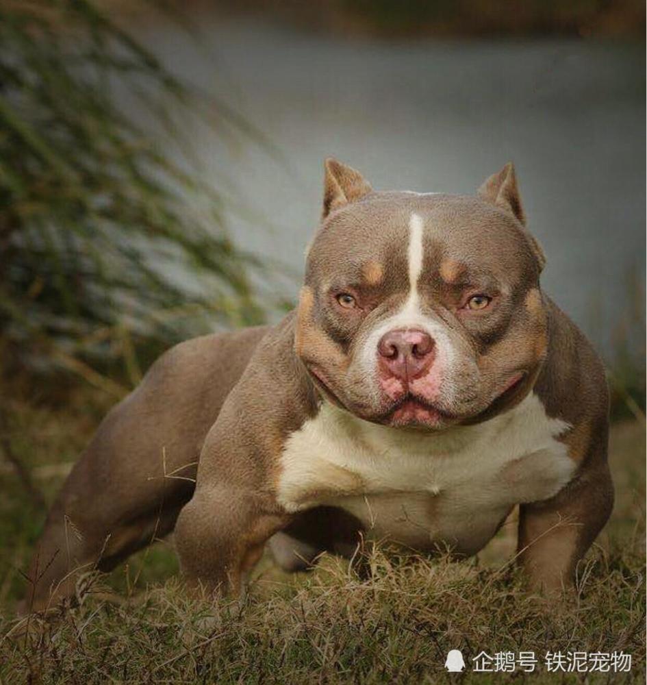 但是有一位男性朋友却各种摸恶霸犬,让恶霸犬也是非常难受,但狗狗并没