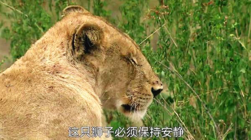 狮子耐心埋伏捕食猎物,不料被鹧鸪一叫吓跑,狮子当场怒了