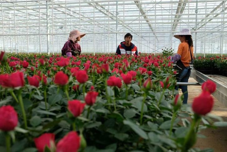 产业现代农业创新示范园 以打造全国一流花卉种苗繁育中心和最高端的