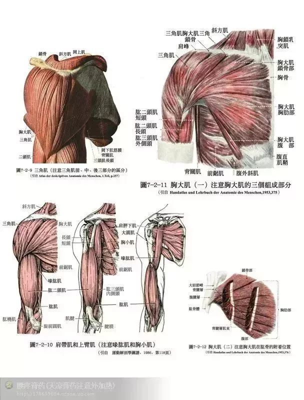 肌肉骨骼彩绘图