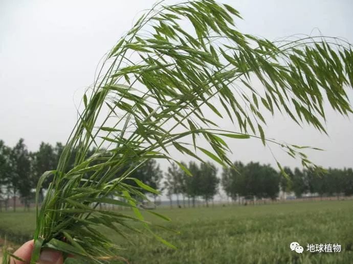 (野麦子是一种杂草)