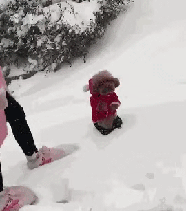 主人把泰迪抱到雪地玩雪,却被狗狗的反应笑哭