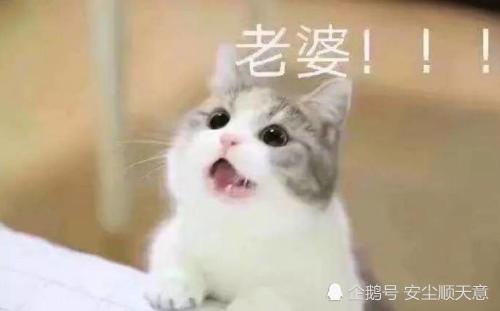 萌宠表情包:拉钩钩,讲故事,恋爱情侣日常秀恩爱必备款