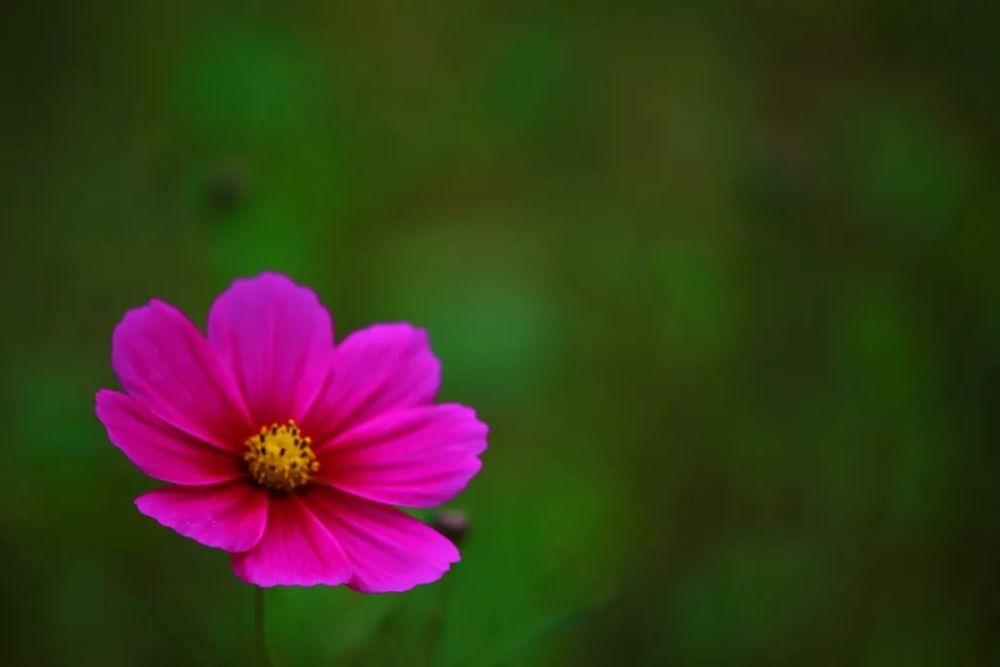 花花世界,静守己心