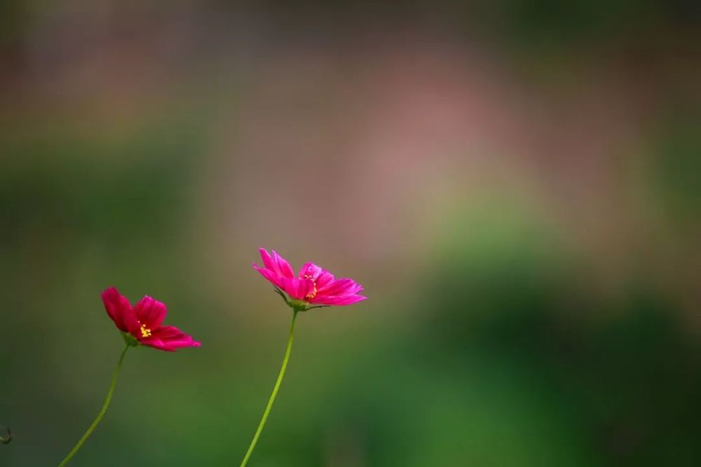 花花世界,静守己心