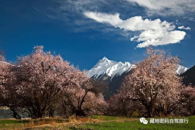 雪域西藏,林芝桃花—中国最美春天,世界最美桃花!