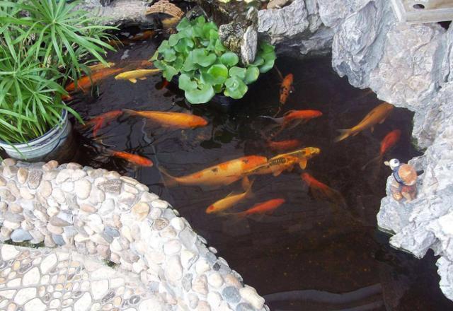 养鱼不一定非要鱼缸,在庭院挖一个这样的鱼池,才是最棒的!