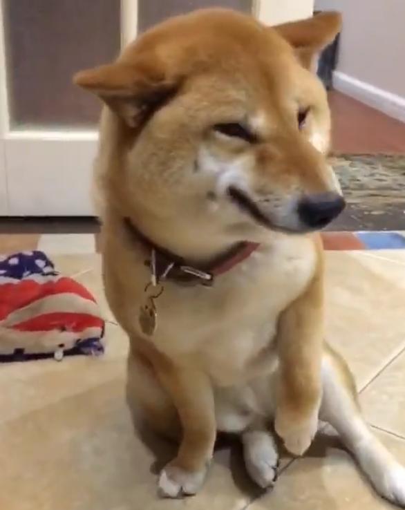 柴犬面对主人训斥,立马做出贱嗖嗖的表情,还模仿招财猫逗人开心