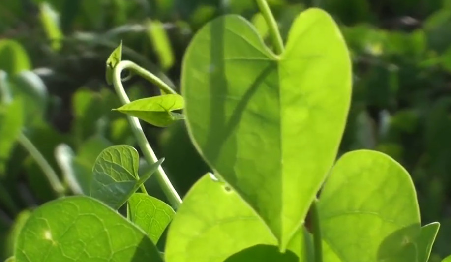 心形叶子的这种藤草,农村人当杂草铲除,却不知它是"万能草药"