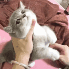 请停止养猫这一炫富行为!