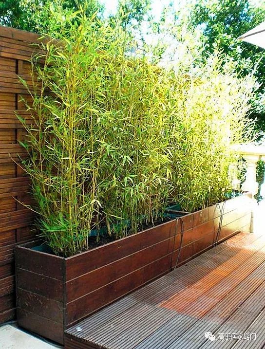 竹子庭院合集:竹子,中式庭院私家花园中不可缺少的重要角色