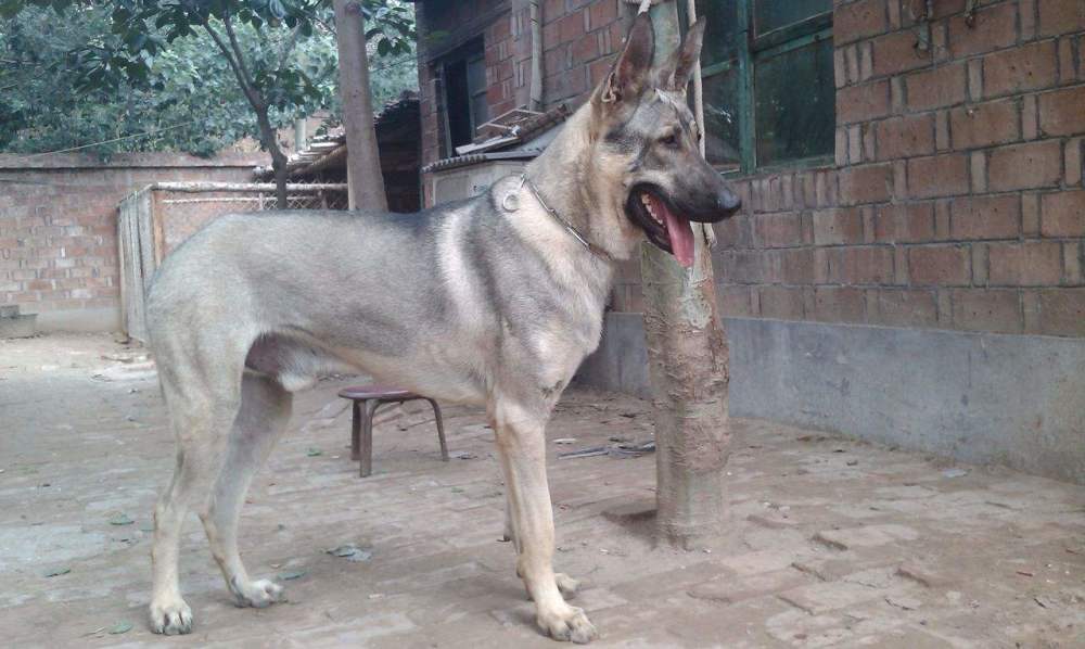 中国土狗大败日本军犬 钻裆专咬腹部 抗日立下大功 看点快报