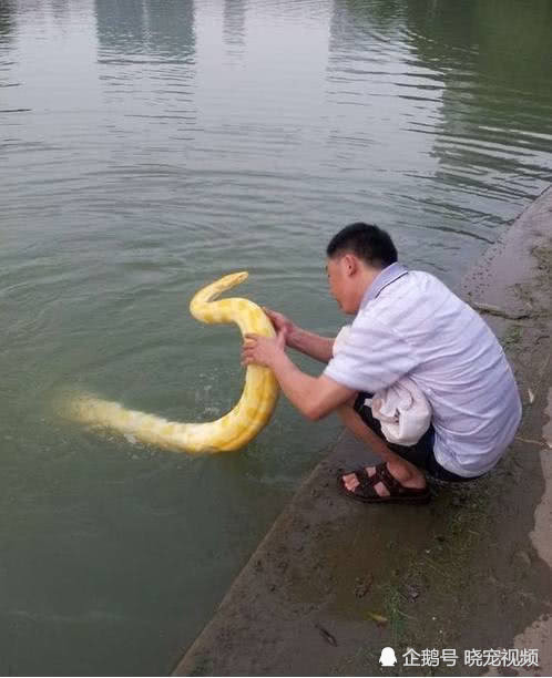 黄金蟒,游泳,宠物蛇,金色大虫,人工湖