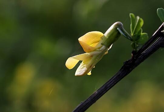 锦鸡儿的花语是什么,锦鸡儿的传说故事\/谦逊、