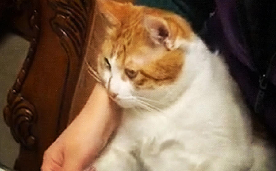 卡片要盖章 正愁着如何表现猫咪元素 突然橘猫走了过来 看点快报
