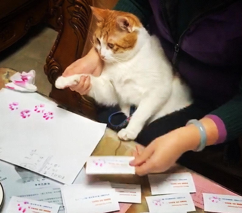 卡片要盖章 正愁着如何表现猫咪元素 突然橘猫走了过来 看点快报