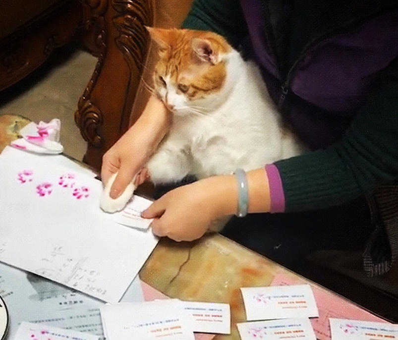 卡片要盖章 正愁着如何表现猫咪元素 突然橘猫走了过来 看点快报