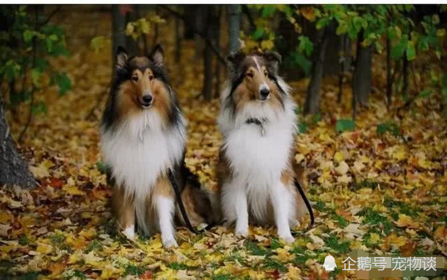 都是牧羊犬,为什么养边牧的多养苏牧的少?