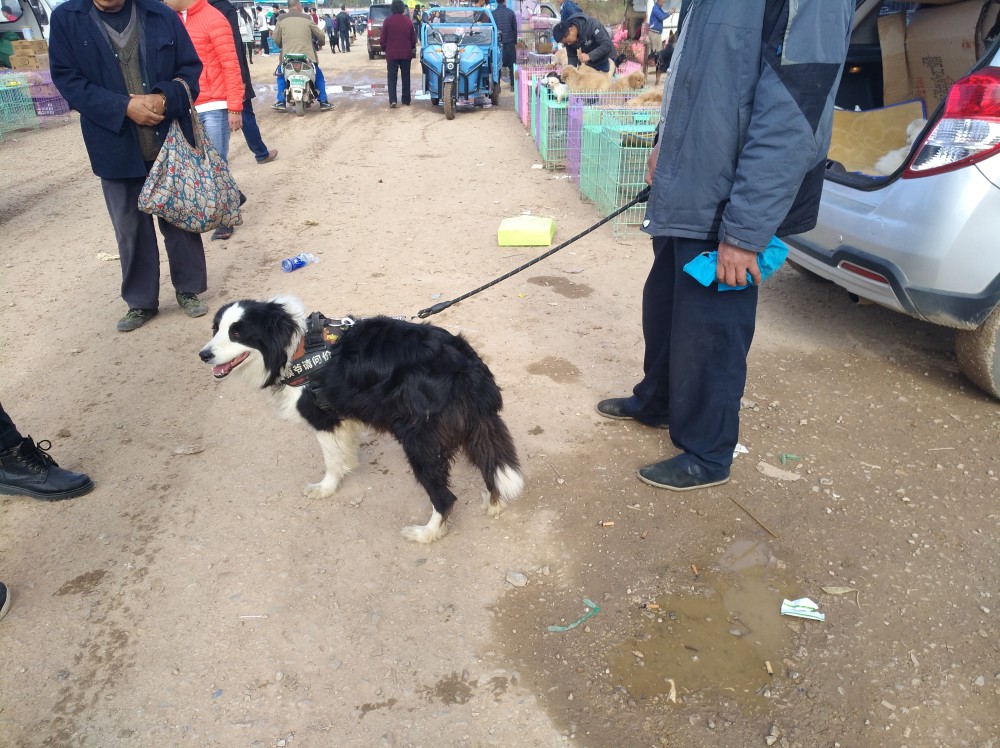 主人将边境牧羊犬带到狗市,称"决不卖给肉狗商贩!"