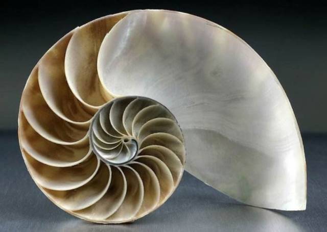 大自然的造物逻辑:斐波那契螺旋线