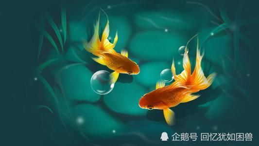 金鱼.自由.壁纸:月有阴晴圆缺,人有悲欢离合,我有你