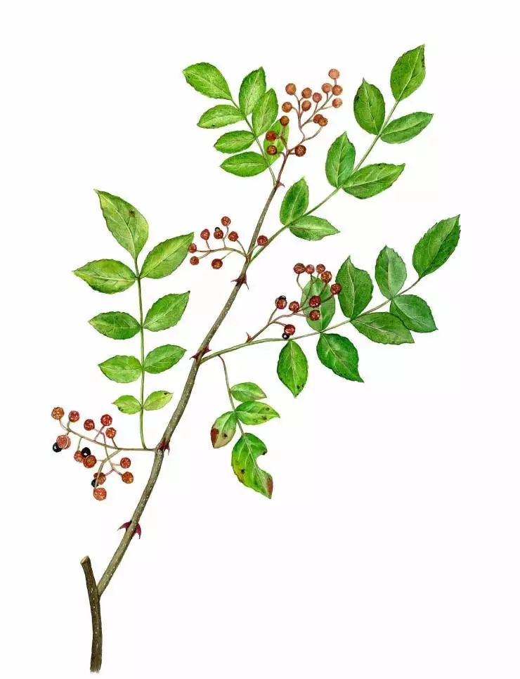 70多种手绘药用植物美图欣赏