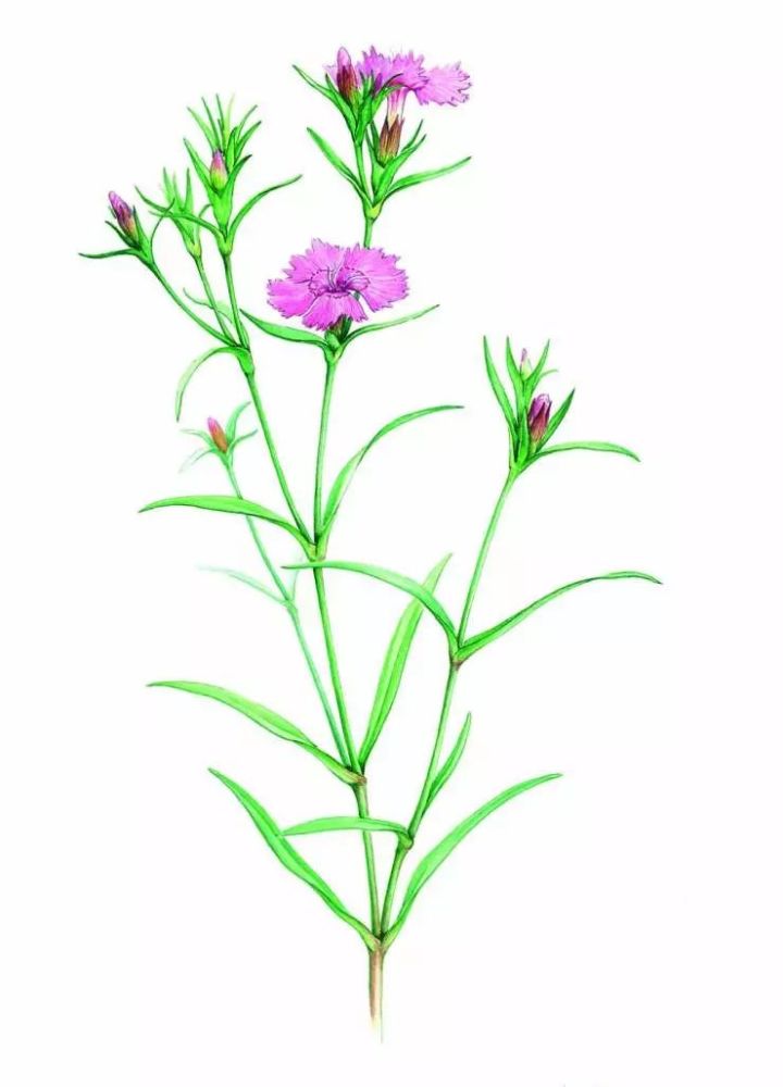 50,石竹 dianthus chinensis l.