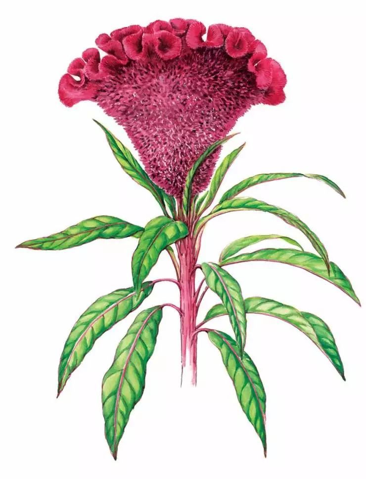 28,鸡冠花 celosia cristata