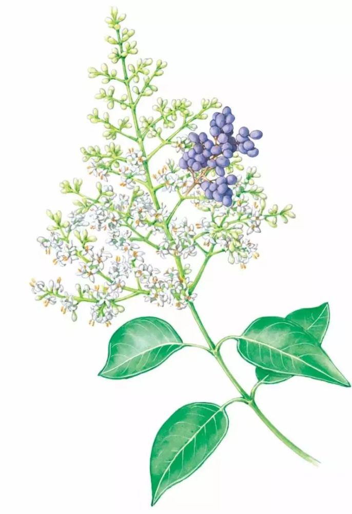 48,女贞 ligustrum lucidum