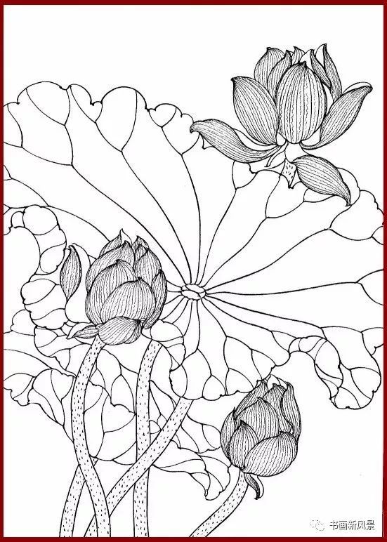 精美工笔荷花线描画谱!