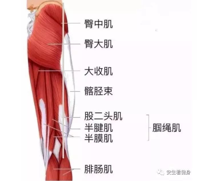 用反向平板支撑式来收紧核心肌肉群和下肢肌肉