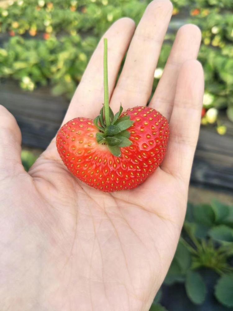 心形草莓,看着都不舍得吃!