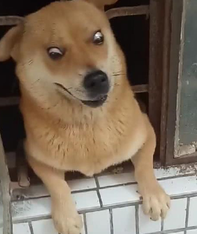 狗狗想伸头看看外面,却被窗户无情卡头,这个表情承包所有笑点