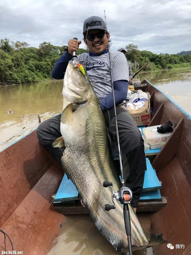 马来西亚夜袭112斤巨型黄鲶!